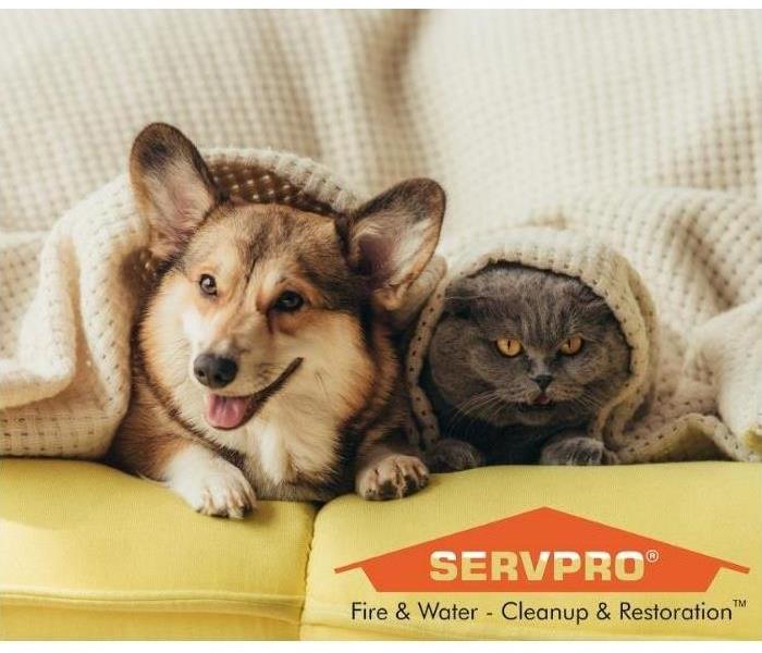cat and dog on couch with blanket servpro logo